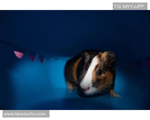 各大足球明星宠物大曝光 揭秘他们与爱宠之间的深厚情谊 各大足球明星宠物大曝光 揭秘他们与爱宠之间的深厚情谊